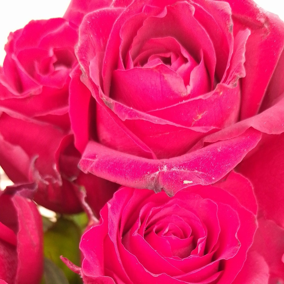 crystalgatesg's tweet photo. Spoil yourself or someone special with these handpicked red roses for $2 each. @crystalgatesg 

#crystalgates
#aWordforeveryseason
#agiftforeveryseason
#redroses
#spoilyourself
#spoilsomeonespecial
#hanpickedredroses https://t.co/CiQFi6vuNH
