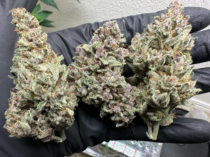 Fast Buds tweet media