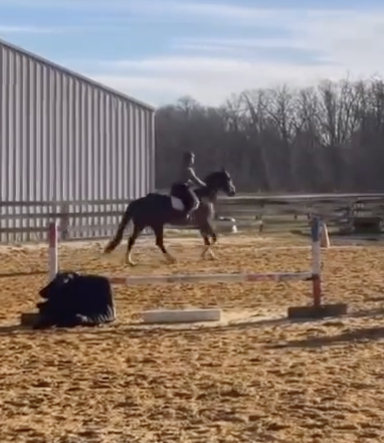 Ms_PeKu's tweet photo. Take a 1-minute break on this Monday and watch Alli and Claire show all they're learning together. #retiredracehorse @thehorsefund 
https://t.co/fJC7iwlbRH https://t.co/Ditj07dhty