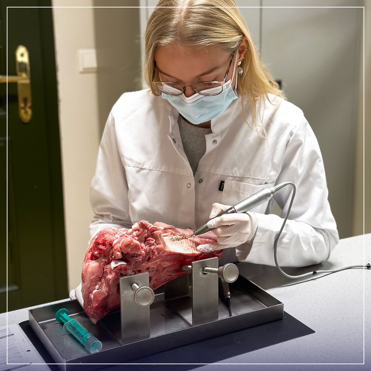 DP__University's tweet photo. Studierende in den OP-Kursen der Mund-, Kiefer- und Gesichtschirurgie an der DPU.
Im 5., 7. und 8. Semester praktizieren die Studierenden in den OP-Kursen unter der Leitung von Ass.-Prof. Dr. med. dent. Pascal Grün, ZT am Schweinekiefer. https://t.co/TtjLh6XYis