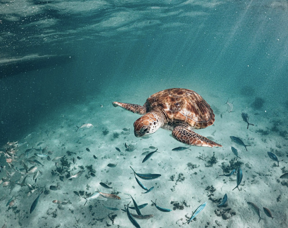 DECOUVRIR L’ILE MAURICE : Un voyage touristique enivrant #ilemaurice #Voyage #vacances #Mauritius 
✅voyage-ile-maurice.info/ile-maurice/ac…