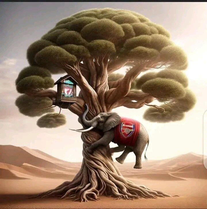 Elephant is back 
Starting to climb up 🌲 tree <a href="/Arsenal/">Arsenal</a> 
<a href="/LFC/">Liverpool FC</a> 
<a href="/engli/">Kristina Engli</a>