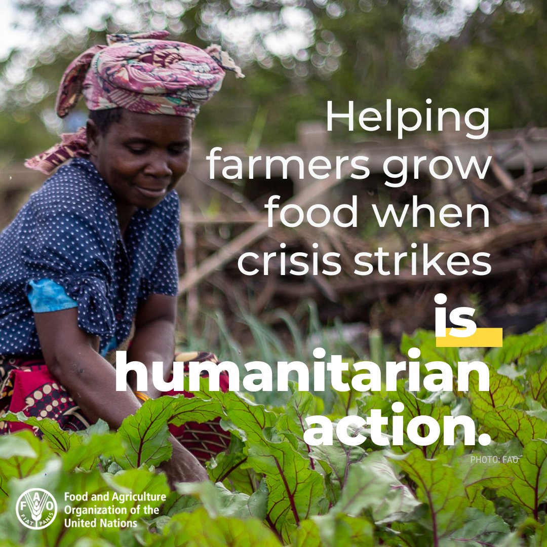 The number of people hit by acute hunger is rising.   

It is time to invest more in what should be an obvious solution: growing food right where it is needed most.

<a href="/FAO/">Food and Agriculture Organization</a> in the 2024 Humanitarian Response Plans: bit.ly/3Np9LpY 

#AgricultureCan #FightFoodCrises