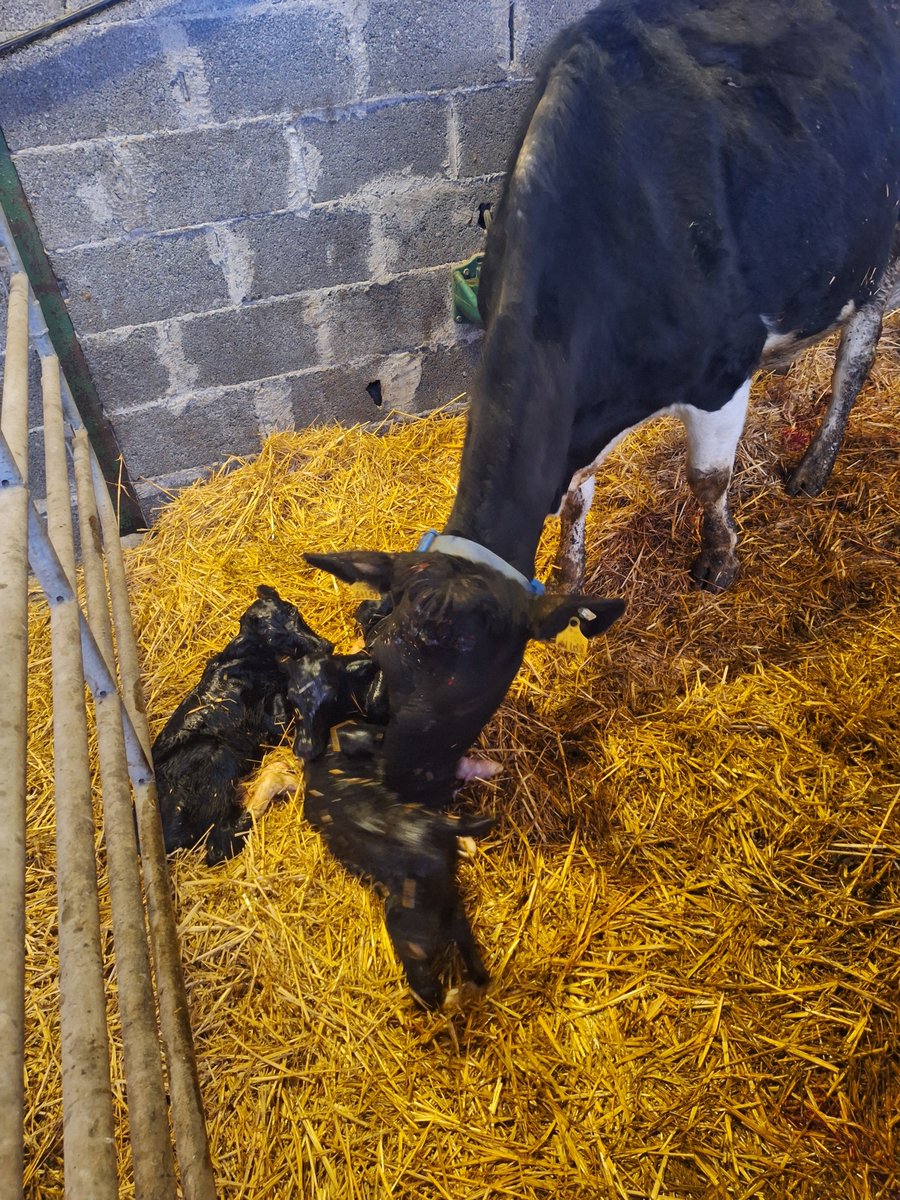 Three hardy little women - a great surprise and cow safe 🐄🙏#triplets #calving2024