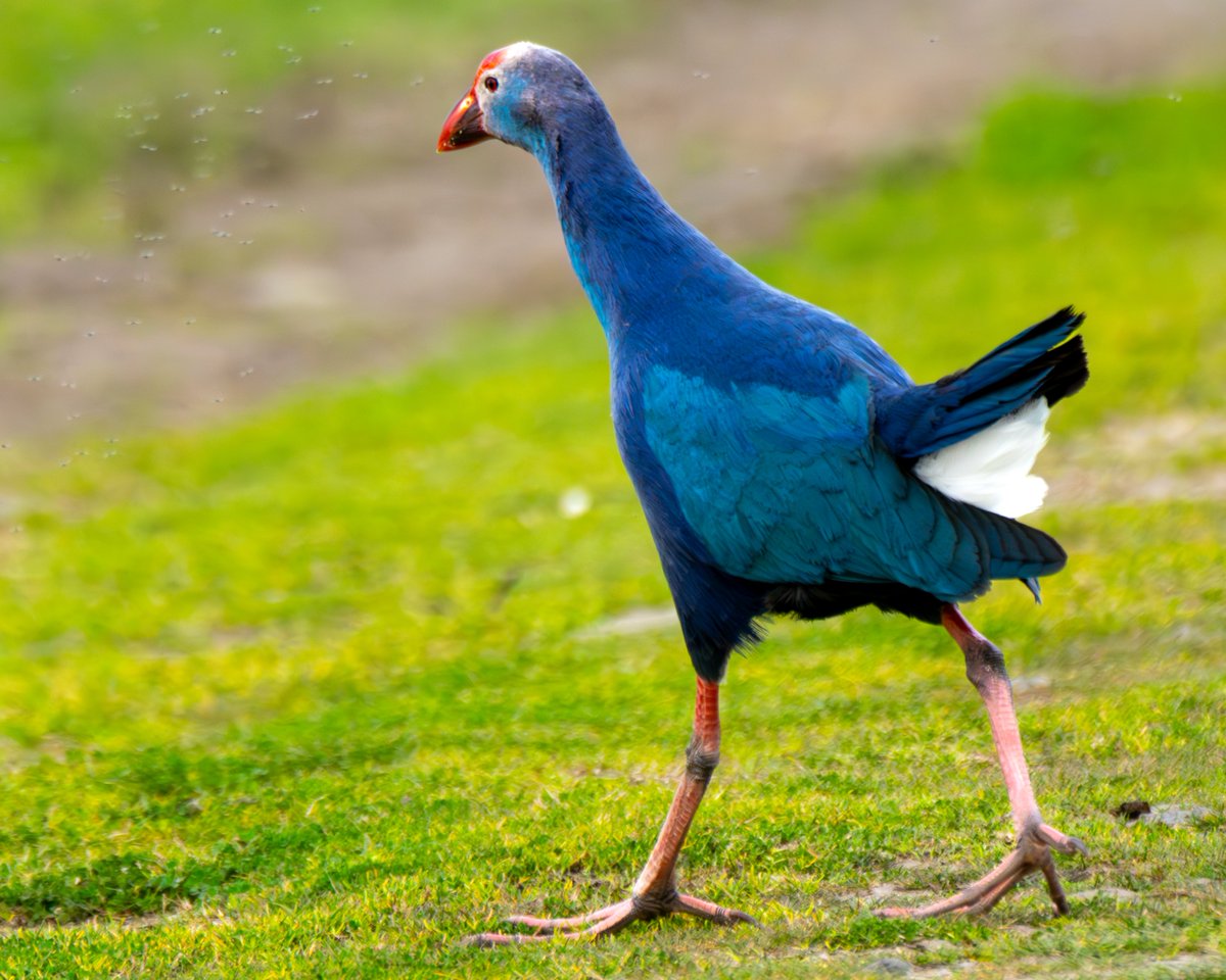Gri Başlı Sazhorozu - Porphyrio poliocephalus
Kızılırmak Deltası - Samsun