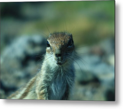 #MetalPrint 'Barbary Ground Squirrel Saying Hallo' Have a look here: kathrin-poersch.pixels.com/featured/barba… #AYearForArt #BuyIntoArt #photography #POTD #ThePhotoHour #squirrel #homedecor #walldecor #print #art #PhotographyIsArt #WildlifePhotography #ArtCollector #wallart #AnimalMonday