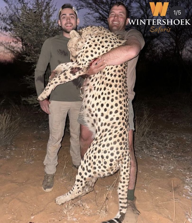 XposeTrophyHunt's tweet image. Francisco Santos (Illinois) on the left, hunted this cheetah, with the help of PH Johan Maritz of Wintershoek Safaris. He was &apos;massive&apos; debunking these liars claims that only the old and sickly are killed. 🤬RT
#BanTrophyHunting 
@_Pehicc @SARA2001NOOR @Angelux1111 @Gail7175