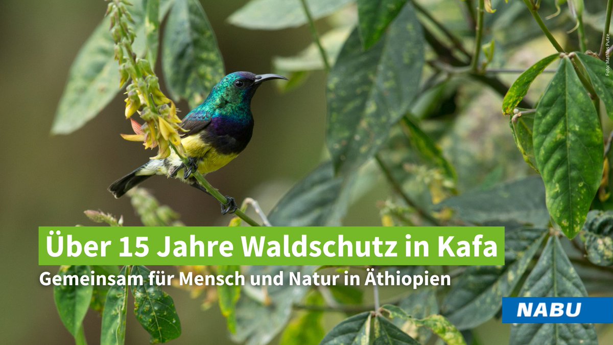 Wälder sind mehr als Bäume! Sie versorgen uns mit Ökosystemdienstleistungen, sind Orte der #Artenvielfalt und Sicherheitsnetze für viele Familien: 🌍Heute blicken wir mit lokalen Gemeinden und @J_A_Krueger auf über 15 Jahre #Waldschutz im Kafa-Biosphärenreservat zurück! 🇪🇹