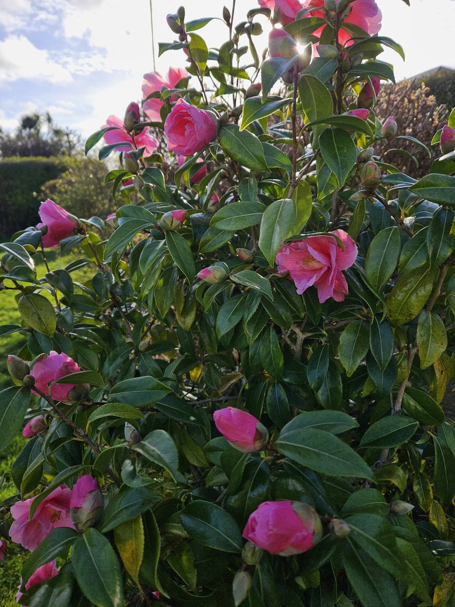 Stunning Camellias in the afternoon sunshine 🌞 <a href="/gardenorganicuk/">Garden Organic</a> <a href="/GWmag/">BBC Gardeners' World Mag</a> @RHSBloom <a href="/NGSOpenGardens/">National Garden Scheme</a>