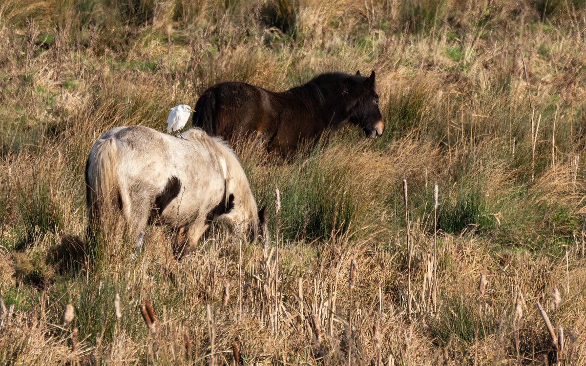 We have been enjoying a taste of the exotic near the shop recently with four Western Cattle Egret just minutes away. 

A combination of climate change, a tolerance of people and livestock, and its wide ranging diet have resulted in a huge range expansion in their range.