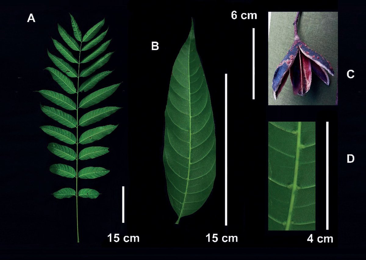 ForestPlots's tweet photo. Cedrela domatifolia (Meliaceae), un nuevo registro de cedro para el Perú. Con esta se elevan a 11 especies del género Cedrela (Meliaceae) en el Perú

https://t.co/6Ws3tct20A https://t.co/AgzfHprhhb