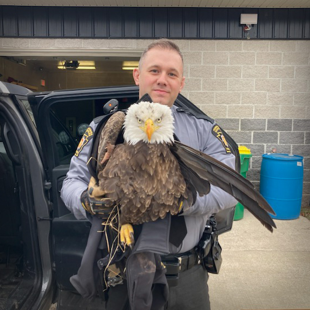 Troopers Ebbert and Rizzo responded to a report of a bald eagle struck by a vehicle. It had an injured wing. Trooper Ebbert used his cruiser jacket to wrap the bird for secure transport. They met @PAGameComm Wardens at PSP Newport, who took the eagle for rehabilitation.