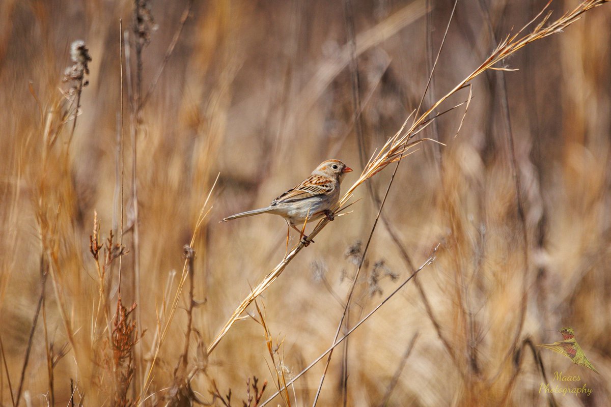 gone_mac's tweet photo. #FieldSparrow taking flight, at Green Meadows Preserve.
#Canon EOS R7

#sparrow #Spizellapusilla #NewWorldsparrow 
#TwitterNatureCommunity #wildlifephotography #birds #birdphotography #birding #BirdTwitter #canonphotography #ShotOnCanon #NaturePhotography #CanonFavPic https://t.co/HGzpSy3RTL