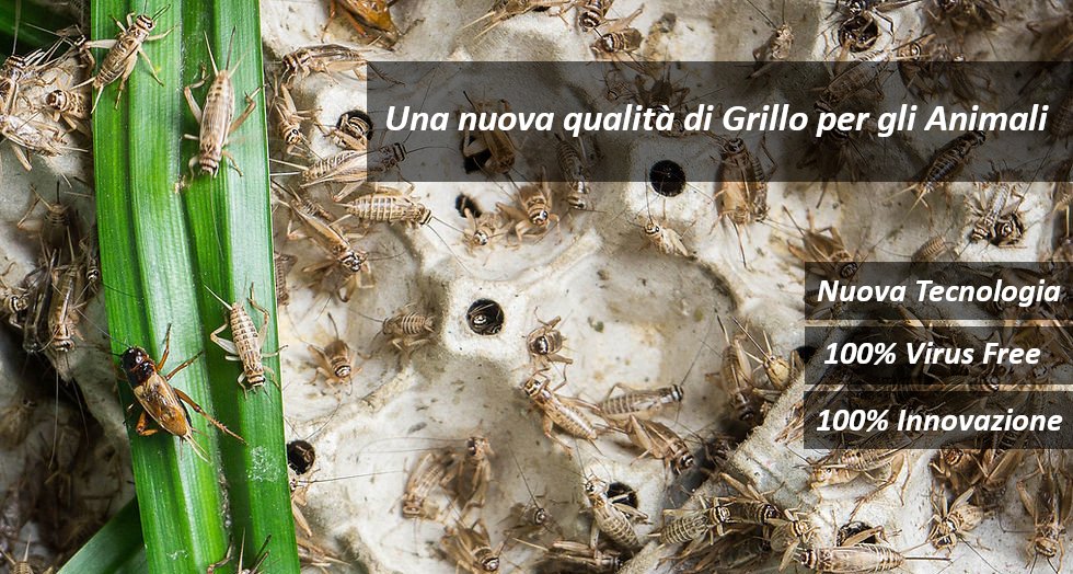 @GIGGIONAPOLI Chi garantisce la sicuressa igienico-sanitaria?
Gli insetti vengono tenuti a digiuno per 24 ore al fine di svuotarne  l’intestino, quindi vengono congelati, essiccati, ne viene estratto  l’olio e infine vengono macinati.
nutrientiesupplementi.it/norme-sicurezz…
Mangimistica; per animali