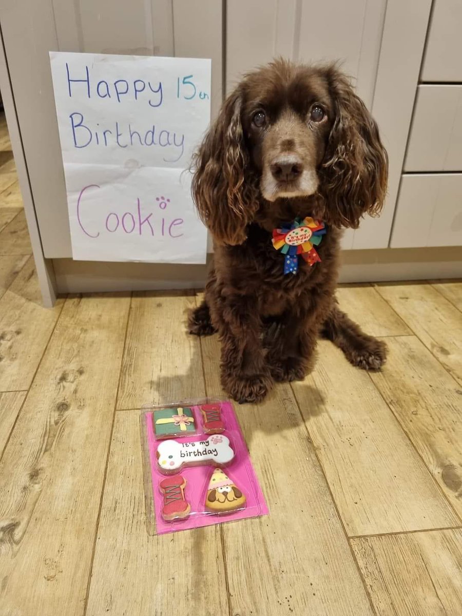 MISSING VERY OLD #COCKERSPANIEL #Carrington
ON Walk around 6pm last 11/2/24 searched for hours but no joy. 
Can people pls keep look out for her I'm heartbroken. 
Cookie mostly deaf/very poor eyesight. She's a sweet gentle girl.
doglost.co.uk/dog-blog.php?d…

<a href="/CarringtonFarms/">Carrington Farms</a> <a href="/bs2510/">beth</a>