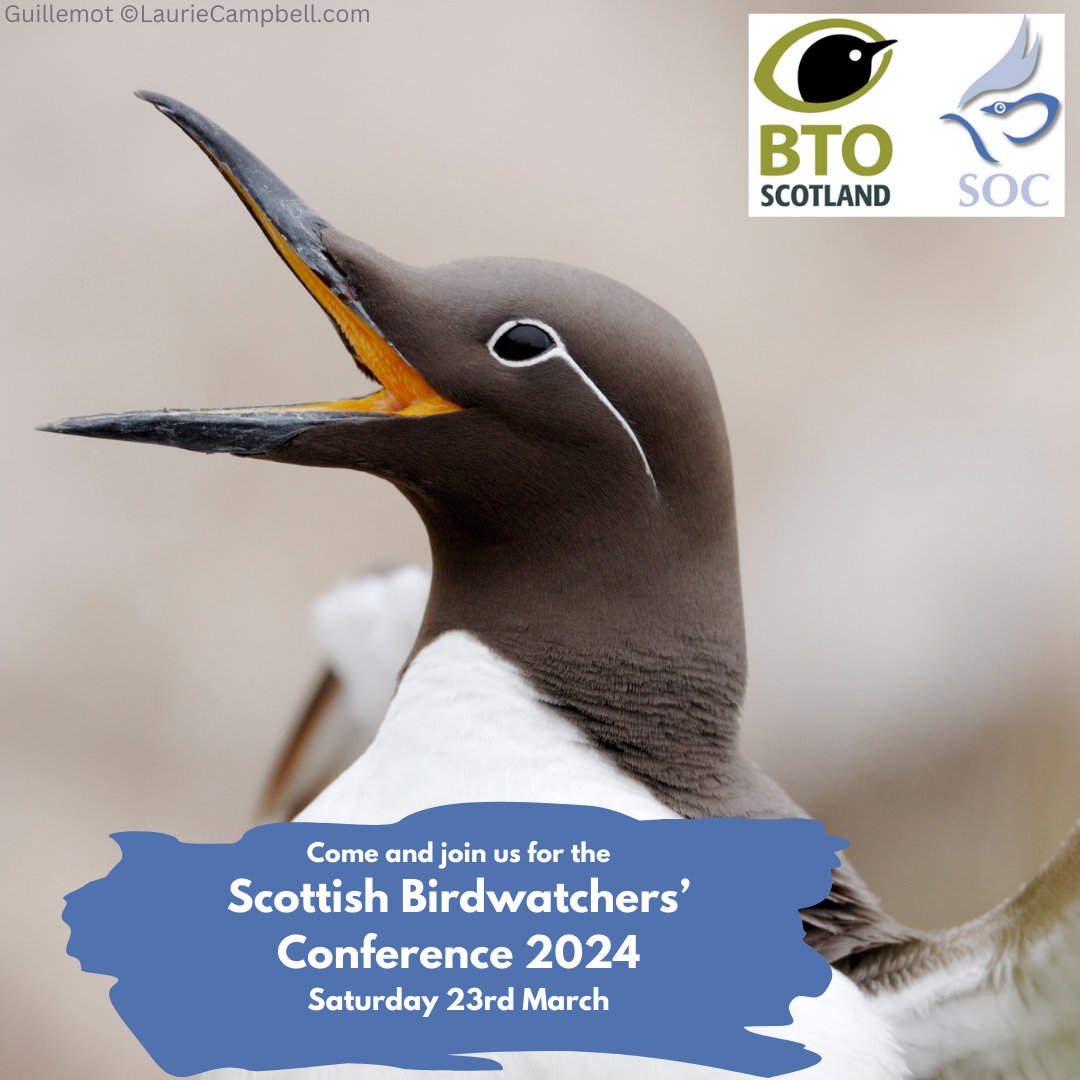 Bookings for the SOC and @BTO_Scotland Scottish Birdwatchers' Conference 2024 are open! Held in Troon, the conference will focus on the birds and other wildlife found across Ayrshire, from pollinator networks to seabirds. To book your place, go to: the-soc.org.uk/support-us/eve…