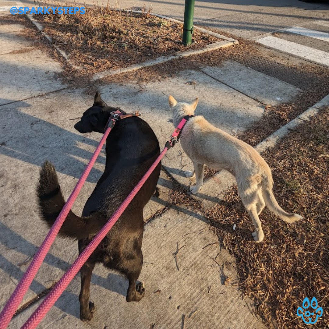 SparkySteps's tweet image. Romeo and Nadilla, a duo divine, exploring the city, making every alley shine. Adventure in their hearts, Chicago in their paws, they uncover every secret without a pause. 🐾🏙️ #UrbanExplorers #AdventureDogs #RomeoAndNadilla