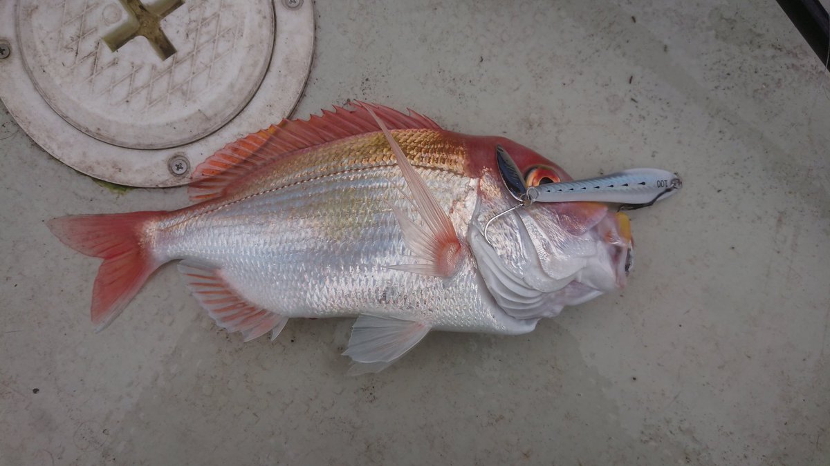 ＭＫＣ tweet media