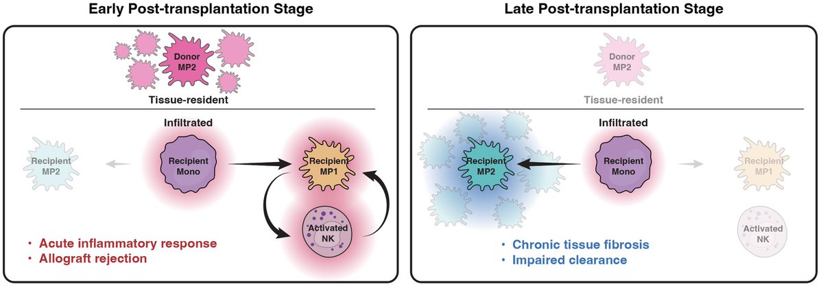 Xiao Li (@sirsciencealot) on Twitter photo Excited to announce our new paper on pediatric heart transplant! It was only possible through the exceptional collaboration! Thanks and congratulations to <a href="/jmartinlab/">Jim Martin</a> <a href="/DiwakarTuraga/">Diwakar Turaga</a> <a href="/RichGangLi/">Rich Gang Li</a> <a href="/ChangRuTsai1/">Chang-Ru Tsai</a> 🎉🎉🎉 Excited to announce our new paper on pediatric heart transplant! It was only possible through the exceptional collaboration! Thanks and congratulations to <a href="/jmartinlab/">Jim Martin</a> <a href="/DiwakarTuraga/">Diwakar Turaga</a> <a href="/RichGangLi/">Rich Gang Li</a> <a href="/ChangRuTsai1/">Chang-Ru Tsai</a> 🎉🎉🎉