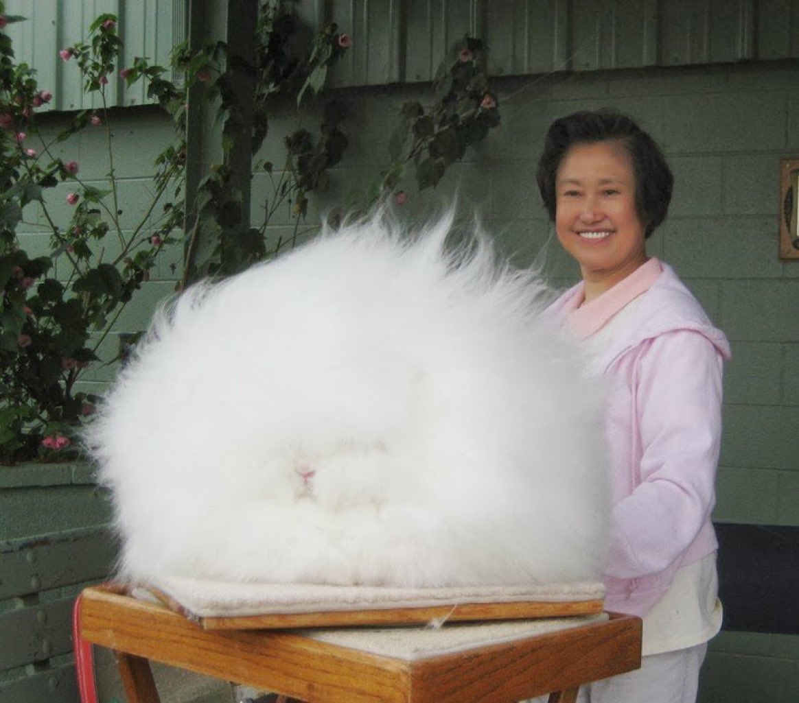 An angora rabbit, the fluffiest rabbit breed