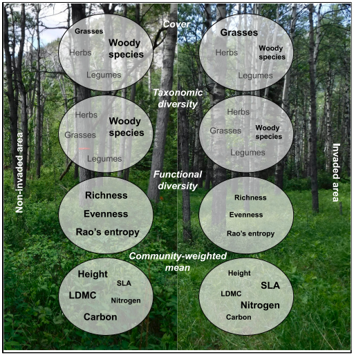 Check out our new paper showing how invasive earthworms erode multiple biodiversity facets of northern temperate forests, expertly lead by @ThouvenotLise #OpenAccess @iScience_CP 10.1016/j.isci.2024.109036