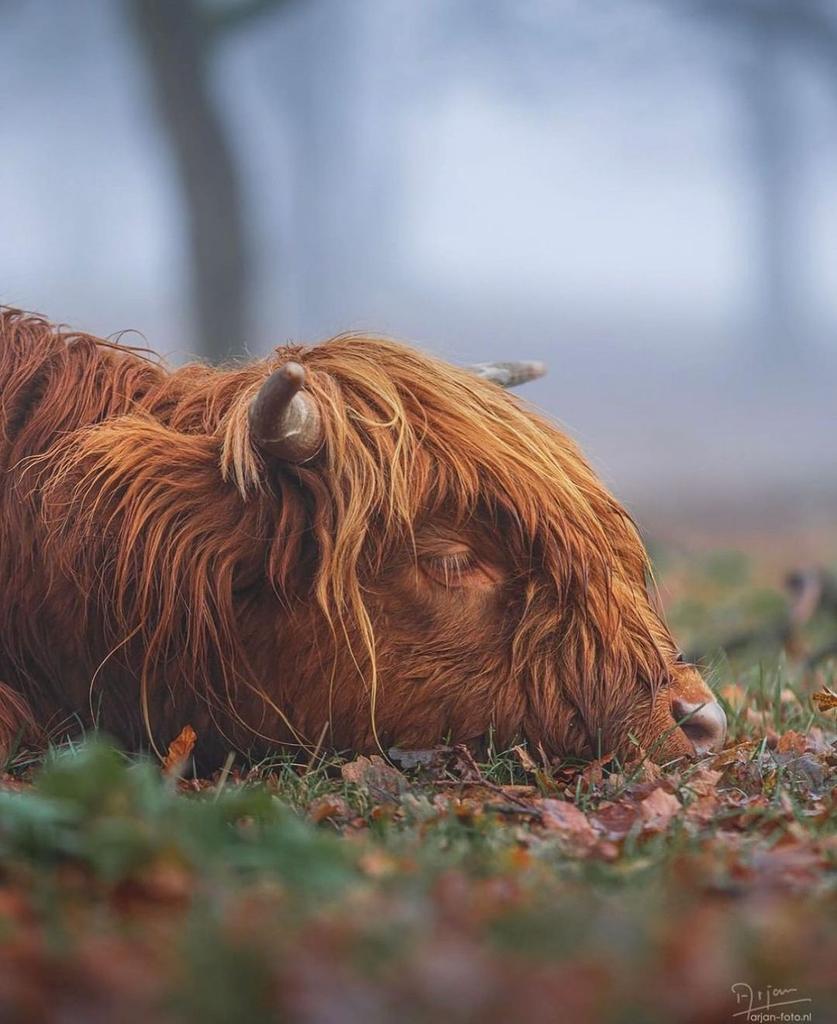 Cowlover12344's tweet photo. visitinvernesslochness Autumn coo feels 🍁🐮 Do you relate? 😮‍💨😌😍 https://t.co/aQOHLyg7WJ