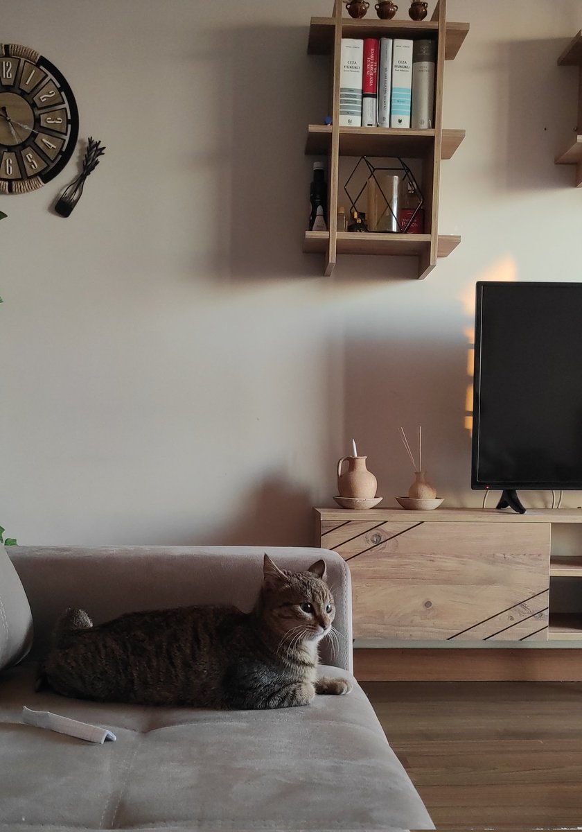 Aynı sitede ikamet ediyorum. Kedilerin kime ne zararı var? Asansöre biner sanki hangi eve gidecekler bilirler hayret ederim bazen. Kahveye gelen arkadaş gibi misafirliğe geleni bile var bana. Ağaoğlu my world europe site yönetimi bu kişiyi göndersin  #ibrahimkeloğlantutuklansın