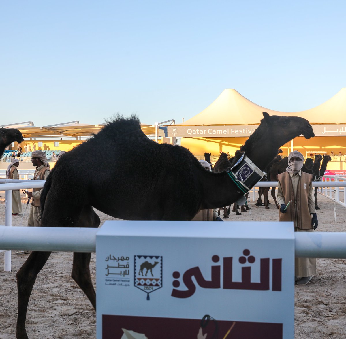 QCamelMC's tweet photo. تستاهل الناموس 👏

نبارك للسيد/ محمد عبدالرحمن علي المري
🥈 المركز الثاني

مفاريد إنتاج العزبة - فئة المجاهيم

#مهرجان_قطر_للإبل 🇶🇦
#جزيلات_العطا 🐪 https://t.co/AAC5ngVTyW