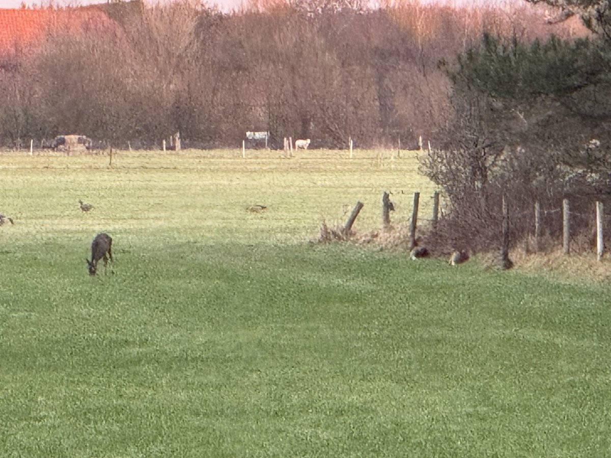Met z’n drieën aan de bosrand liggen is ook prima. De vierde had al trek #Ameland #reeën