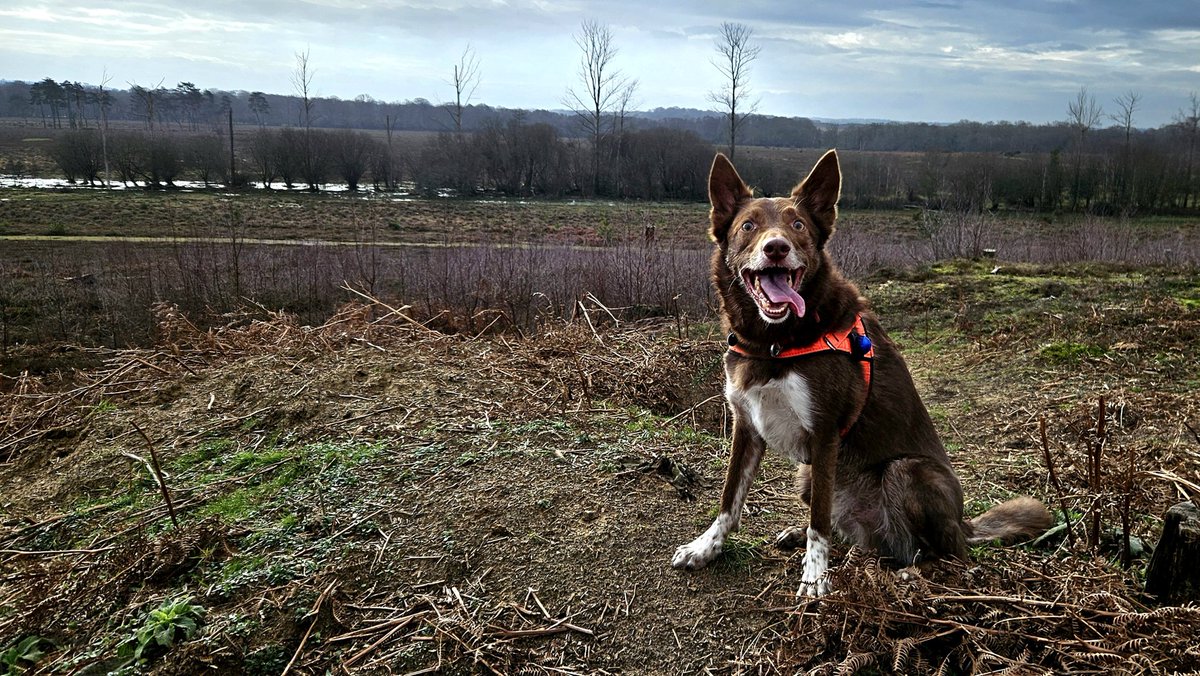 Search Dogs Zak & Rusty tweet media
