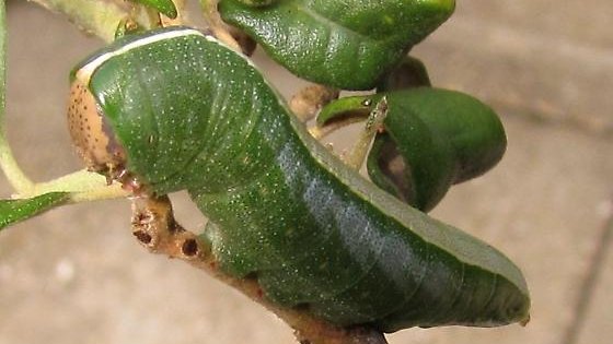 scottpegan's tweet image. #A_day_in_the_life of a live oak (day 339): What a beautiful animal?! The caterpillar of the Astarte prominent moth (Heterocampa astarte) feeding on the sand live oak (Quercus geminata) near Naples, FL. (Photo credit: rjspeer) #biodiversity