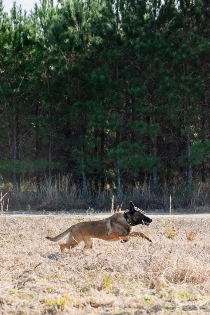 K9 Tala frolicking. This amazing girl is still in need of a ballistics vest, if you’d like to help, here’s how: k9sofvalor.org/vests Sharing is just as important as donating. Awareness is absolutely vital in protecting K9s.