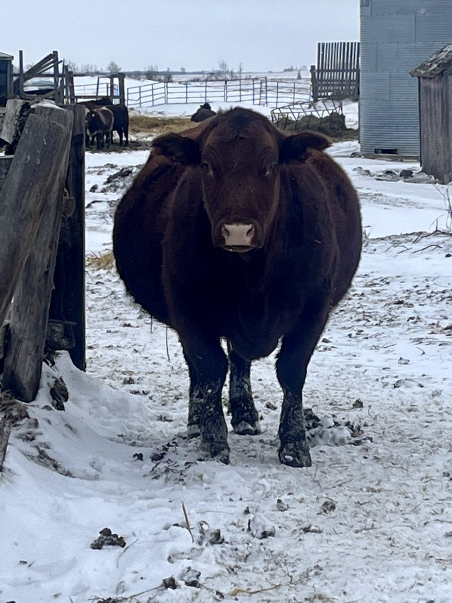 This 3 year old looks done with being pregnant, only a few more weeks to go lass