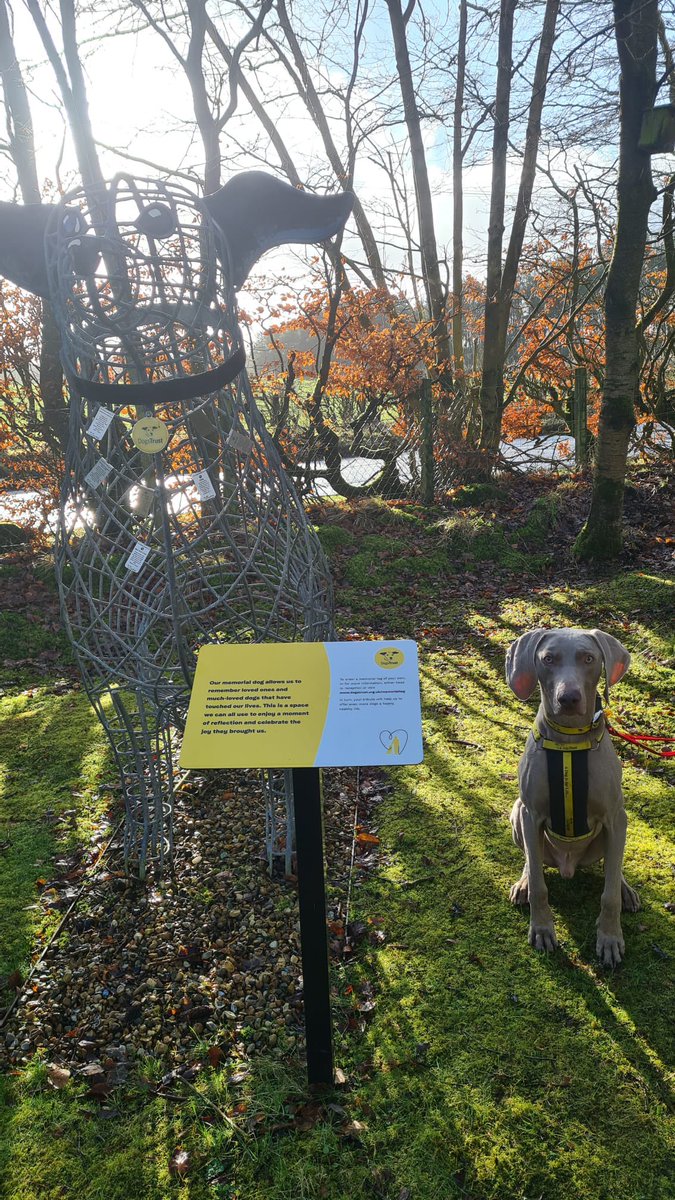 Handsome Axel🐶 paid a visit to the centre today with his foster carers💛 they continue to sing his praises daily🥰 of what a gentleman he is!🐶

Axel is still looking 👀for his forever home- you can read all about him on our website and apply online today!💻☎️

@dogstrust