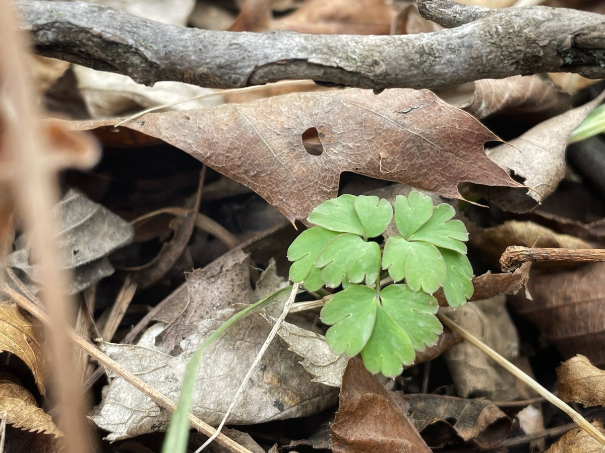 🌱 Spring ephemeral wildflowers are waking up at Baldwin Woods Forest Preserve! 🌱

Featuring: False Rue Anemone (Enemion biternatum)

#kufieldstation #lawrenceks #lawrencekansas #obfs #getoutside #springiscoming #springephemeral #falserueanemone