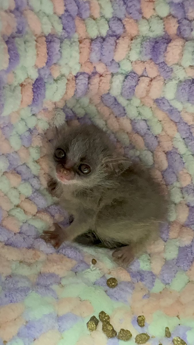 CherieBusiness's tweet photo. ぶーぶー怒りながらチチチ鳴く😂
可愛いしか出てこない🐒
お顔もかなりしっかりしてきました。
#ショウガラゴ　#ブッシュベイビー　#男の子　#ご家族様決まってます　#1月30日生まれ　#京都シェリーユー　#シェリーユー https://t.co/RbOnI4vrWm