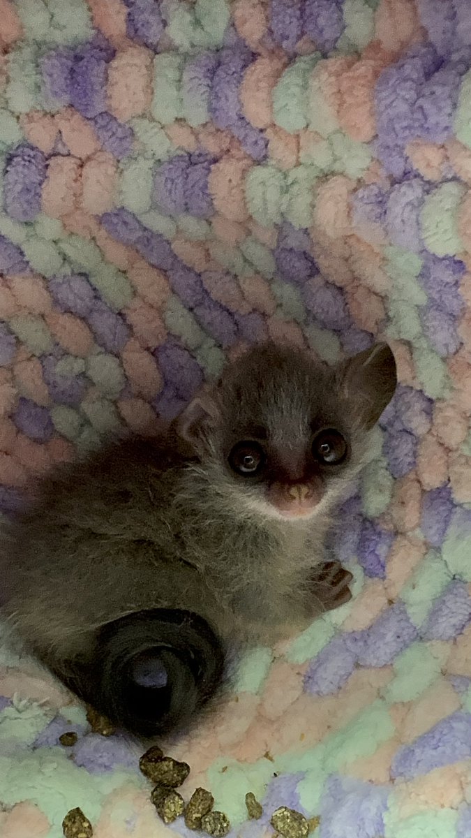 CherieBusiness's tweet photo. ぶーぶー怒りながらチチチ鳴く😂
可愛いしか出てこない🐒
お顔もかなりしっかりしてきました。
#ショウガラゴ　#ブッシュベイビー　#男の子　#ご家族様決まってます　#1月30日生まれ　#京都シェリーユー　#シェリーユー https://t.co/RbOnI4vrWm