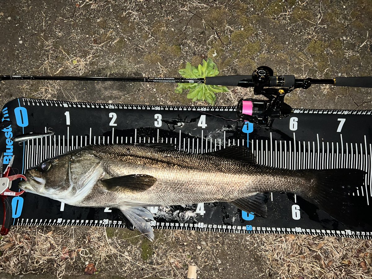 tomochoro1091's tweet photo. 新しい竿(中古)導入
バチ抜け&アミパターンに良いかも
#横浜シーバス
#sherry95
#BRFISH #BRHEAD https://t.co/33z2oHbP5S