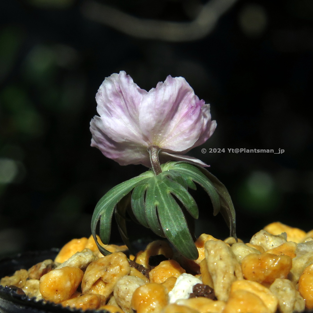 Plantsman_jp's tweet photo. #Eranthis pinnatifida, a pink seedling.
ツボミが濃いピンク色で期待してても、咲くとみんなこの程度になっちゃう😐
#セツブンソウ #節分草 #shibateranthis #bulbs #球根 #球根植物 #flowers #花 #植物 #園芸 #springephemerals https://t.co/abG4YGselT