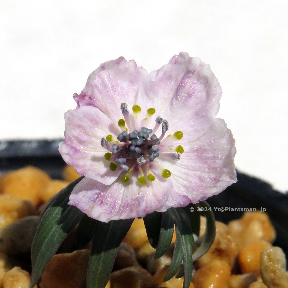 Plantsman_jp's tweet photo. #Eranthis pinnatifida, a pink seedling.
ツボミが濃いピンク色で期待してても、咲くとみんなこの程度になっちゃう😐
#セツブンソウ #節分草 #shibateranthis #bulbs #球根 #球根植物 #flowers #花 #植物 #園芸 #springephemerals https://t.co/abG4YGselT