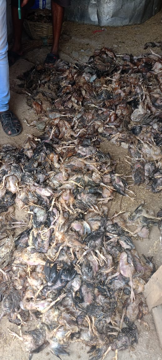 ovsaganjam's tweet image. How farmer's income will be doubled if the sole officers responsible for this will be ignored by the Govt...OVSA GANJAM continuing Day 26 of Mass Leave Movement @CMO_Odisha @dahvsodisha @farddept @Ganjam_Admin @MoSarkar5T @Naveen_Odisha @rajaaswain
