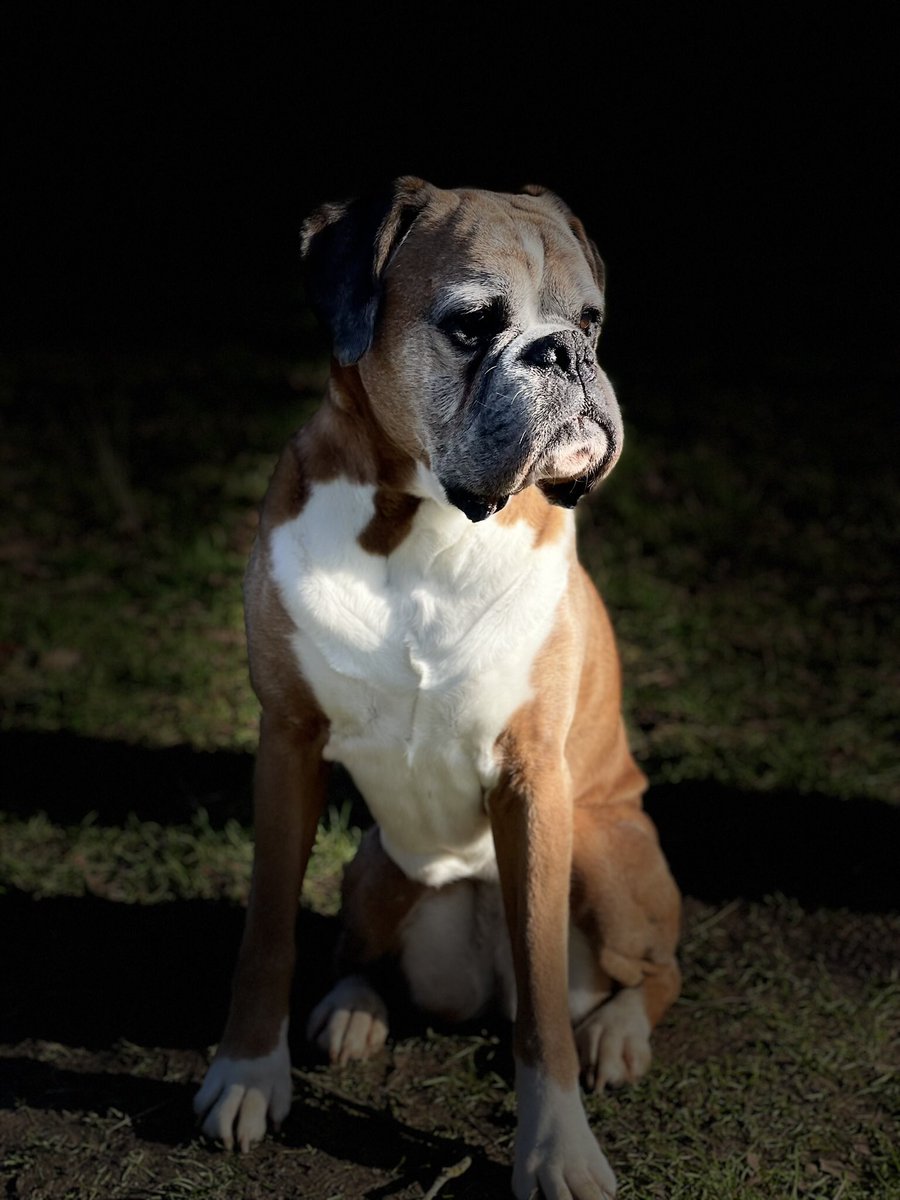 vlanderson1's tweet photo. Our beautiful Ruby on her walk this morning.   Not sure what’s happening with the weather but it’s too warm for February in England.  #climate #ClimateAction #boxer #Boxer #boxerpuppy #dog #doglovers #HalfTerm https://t.co/WQoofLLwgJ