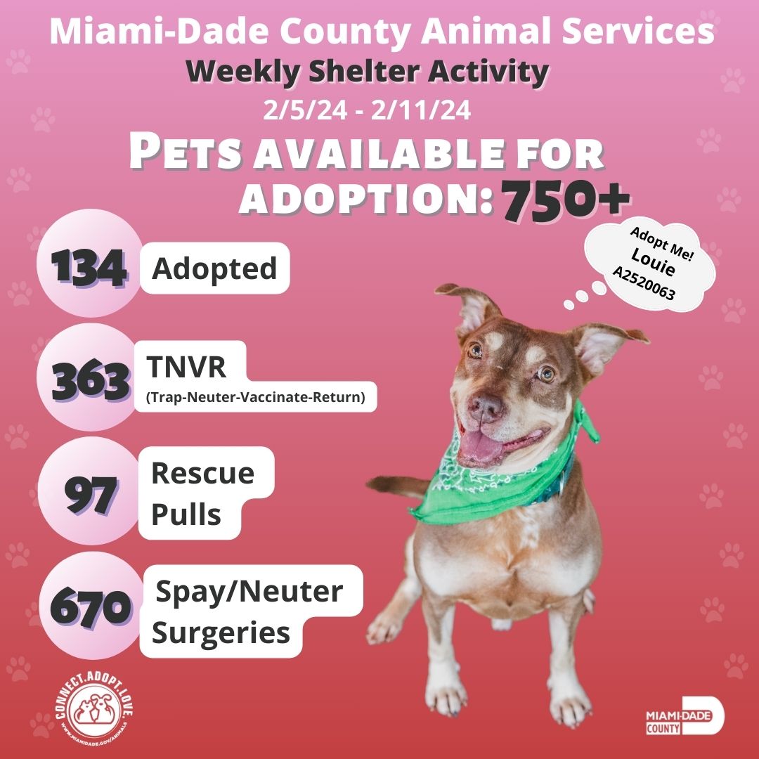 Celebrating a successful week at Miami-Dade Animal Services, marked by increased adoptions, TNVR accomplishments, rescues, and impactful spay/neuter programs. Together, we're making a difference! 🌟 

#AdoptDontShop #MiamiShelter #TNVR #Rescue #SpayNeuter #ShelterPets