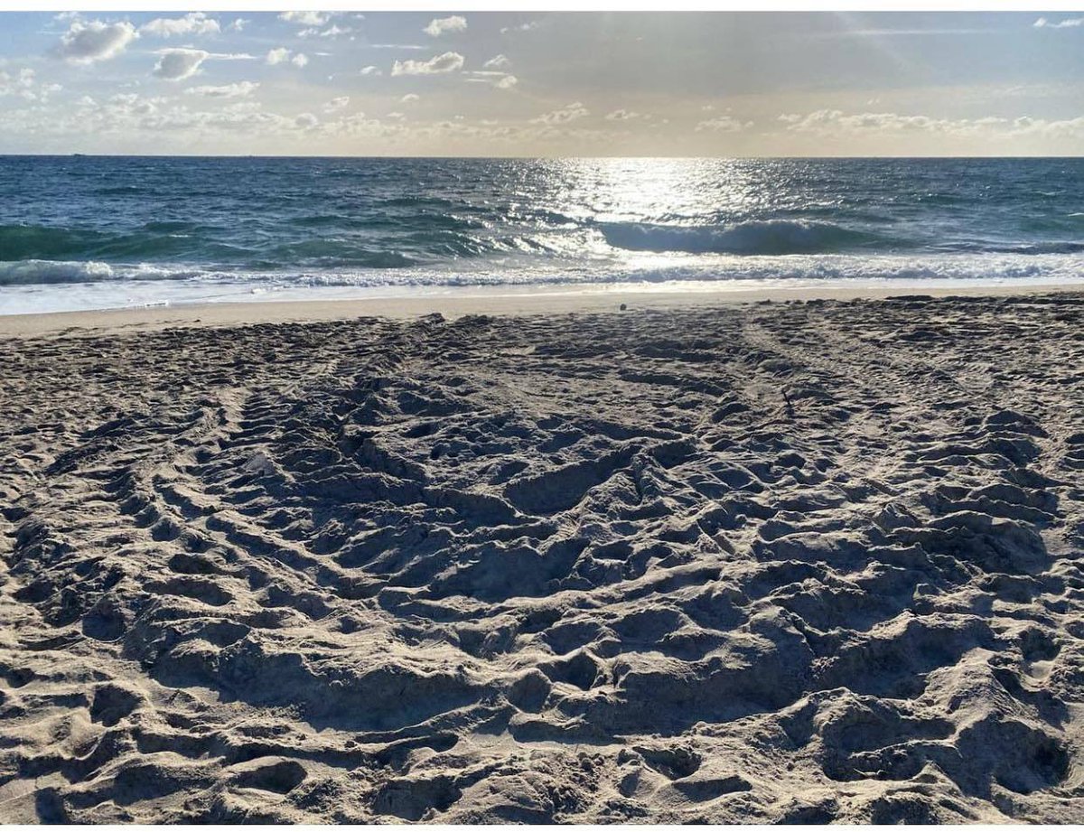 The first leatherback nest of the season was found in Palm Beach County, Floria over the weekend by our friends at DB Ecological! We hope this is a sign of a great season to come!