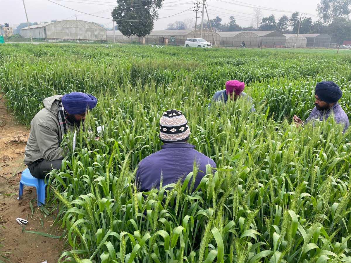 Gurjot Singh (@brargurjotsingh) on Twitter photo The great contributors to the green revolution in India. These Skilled Men have been working tirelessly at minimal wages to increase crop yields in the country. #truebreeders <a href="/PAU_LDH/">Punjab Agricultural University Ludhiana</a> The great contributors to the green revolution in India. These Skilled Men have been working tirelessly at minimal wages to increase crop yields in the country. #truebreeders <a href="/PAU_LDH/">Punjab Agricultural University Ludhiana</a>