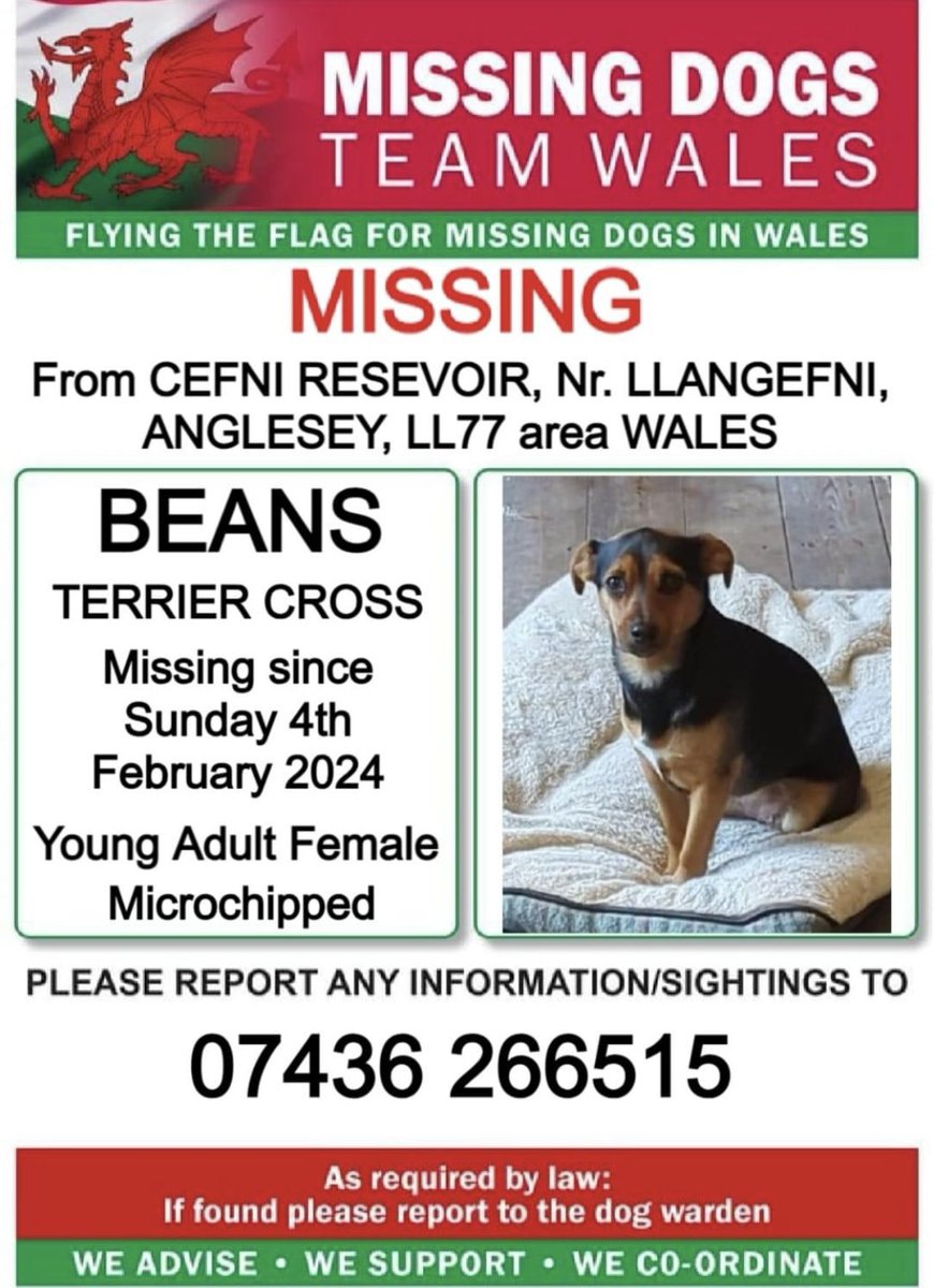 missingdogwales's tweet photo. ‼️BEANS STILL MISSING SINCE 4TH FEBRUARY AFTER BEING CHASED BY 3 LARGE BREED DOGS
AT #CEFNIRESERVOIR AREA Nr #LLANGEFNI #ANGLESEY #LL77 #WALES
IF SEEN PLEASE CALL THE NUMBER ON THIS POSTER ⬇️⬇️ https://t.co/sJZrcFTfat