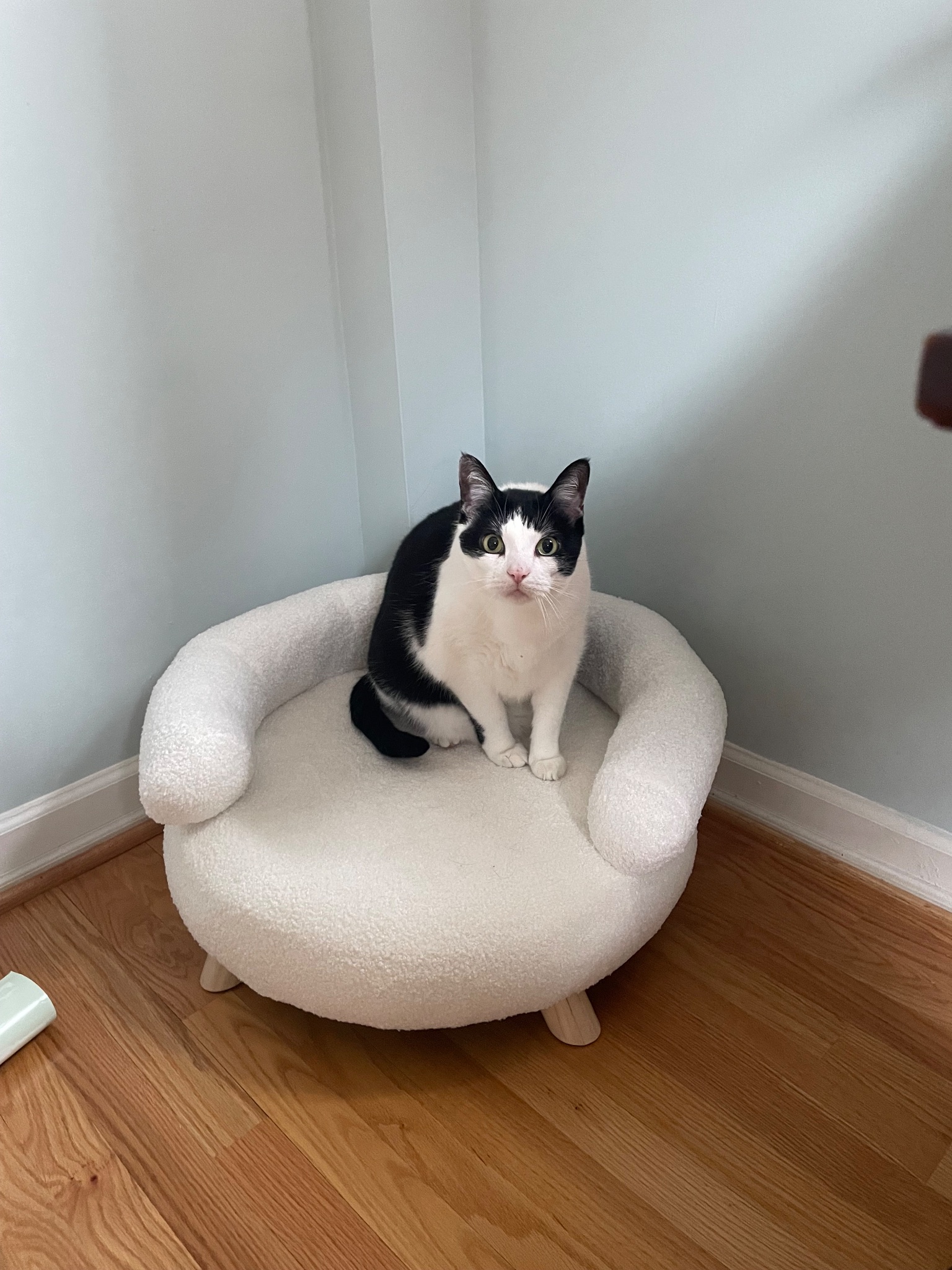 Aldi pet couch online