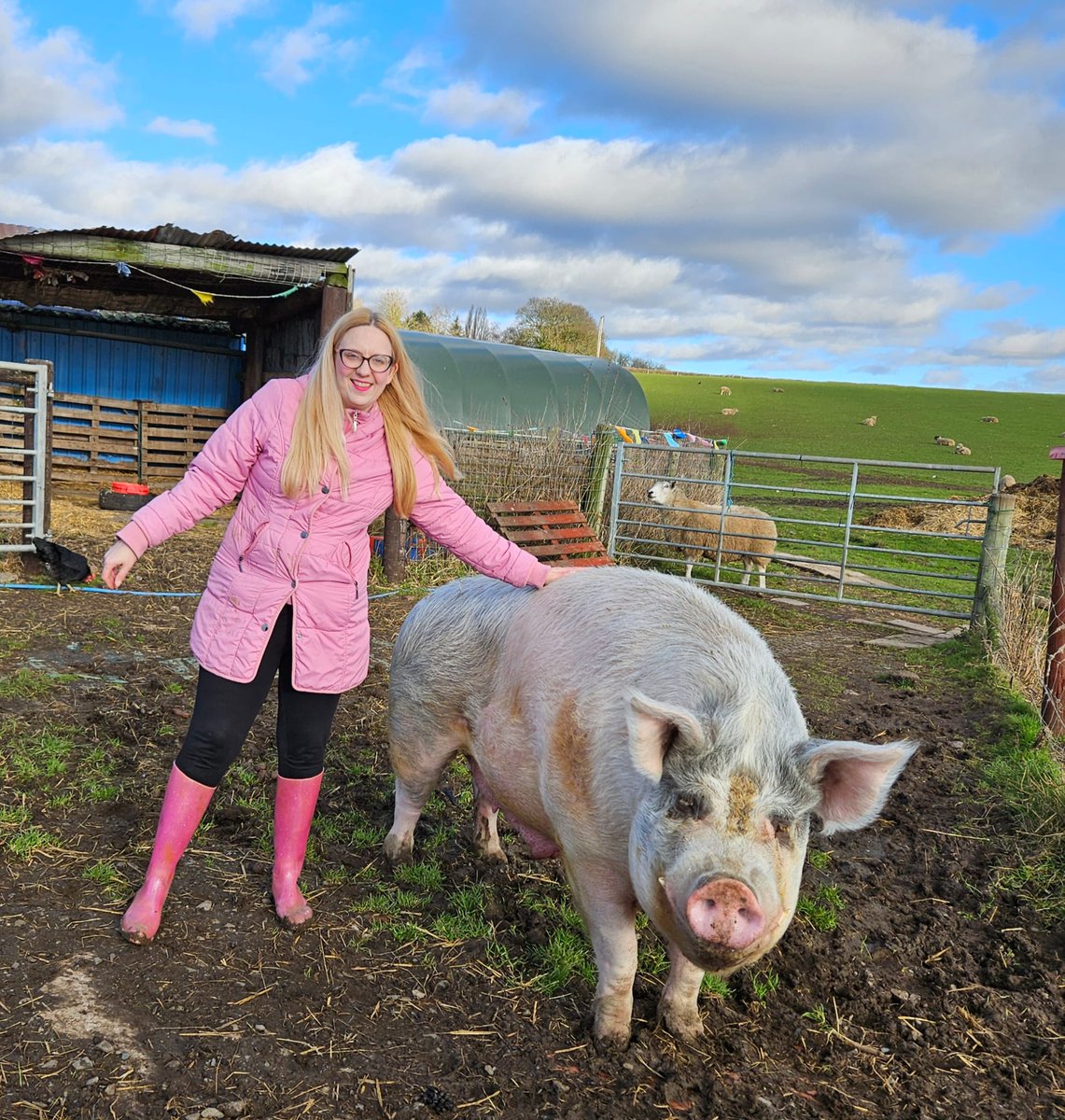 With #BigGeorgePig having his well-earned moment in the sun this wk (see the @PlantBasedNews article below) ☀👏 this seems a fitting moment to share these sweet pics of him with new friend Pattie (who adores ALL our pigs & is a #TobyPig sponsor 🙏🐗) 💖📸
plantbasednews.org/animals/the-nu…