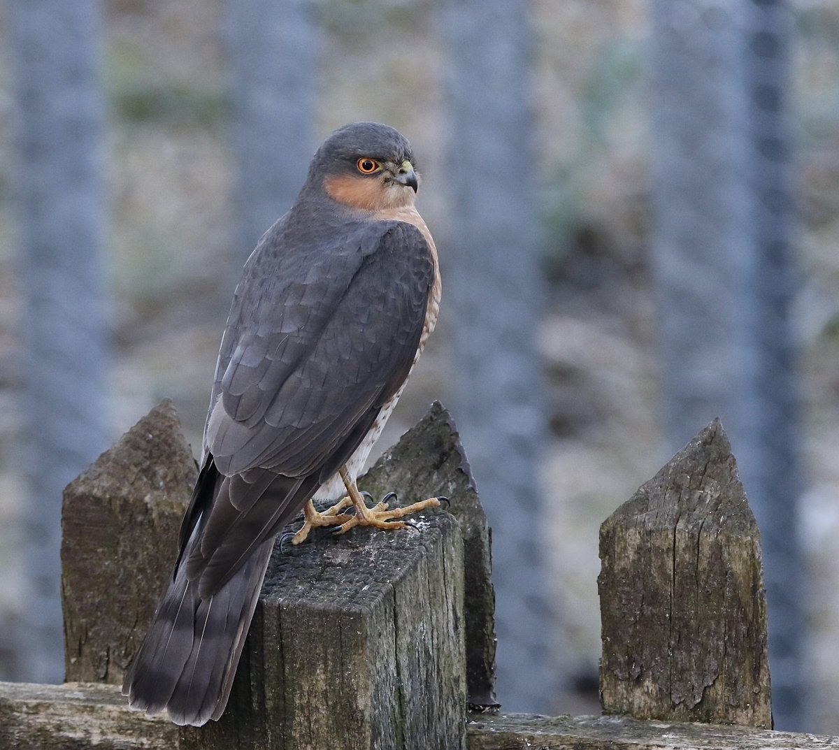 This little male Sparrowhawk has just paid a visit to my garden @DurhamBirdClub @BTO_GBW @Natures_Voice #birding #birdwatching #birdphotography #TwitterNatureCommunity #TwitterNaturePhotography #wildlifephotography