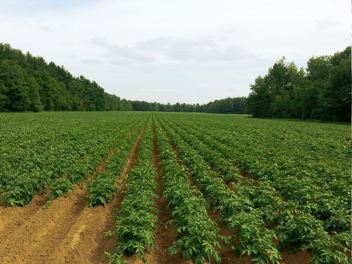 Maarten Dijksen: "Een boer is iemand die onafhankelijk is van de agro-industrie." De SP wil niet minder maar méér boeren die kleinschaliger en duurzamer kunnen ondernemen. En dat kan! <a href="/MaartenDijksen/">Maarten Dijksen</a> #Boeren #duurzaamheid #kringlooplandbouw